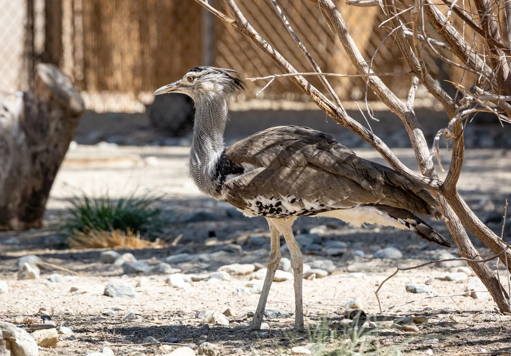 Arabertrappe (Ardeotis arabs)