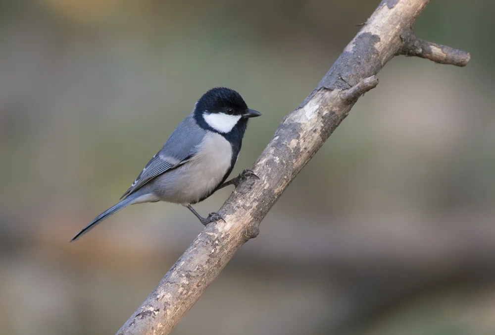 Arabische Meise (Arabische Meise)