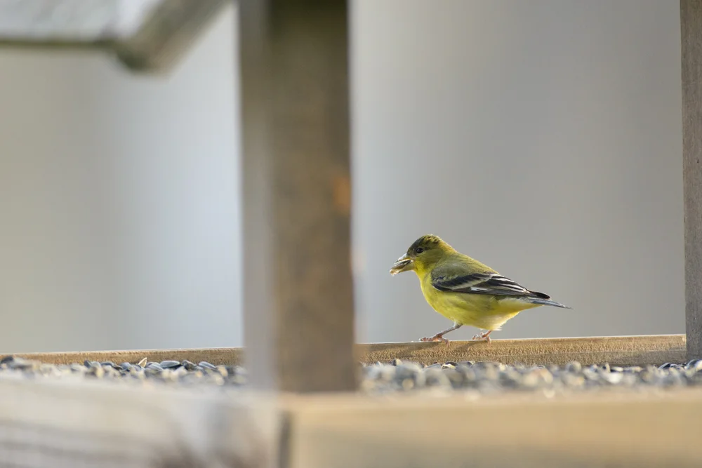 Arabischer Sperling (Passer euchlorus)