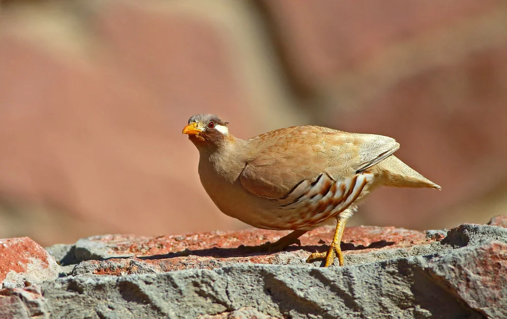 Arabisches Wüstenhuhn