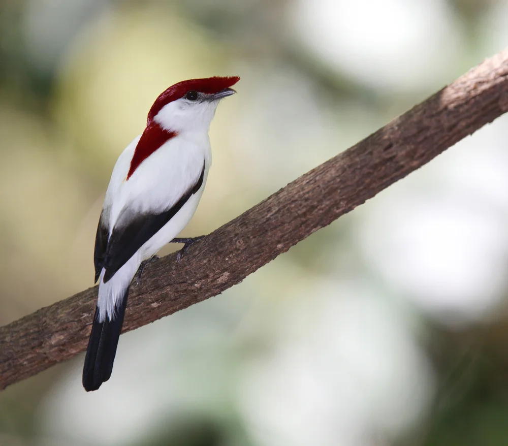 Araripe-Schopfgang (Antilophia bokermanni)