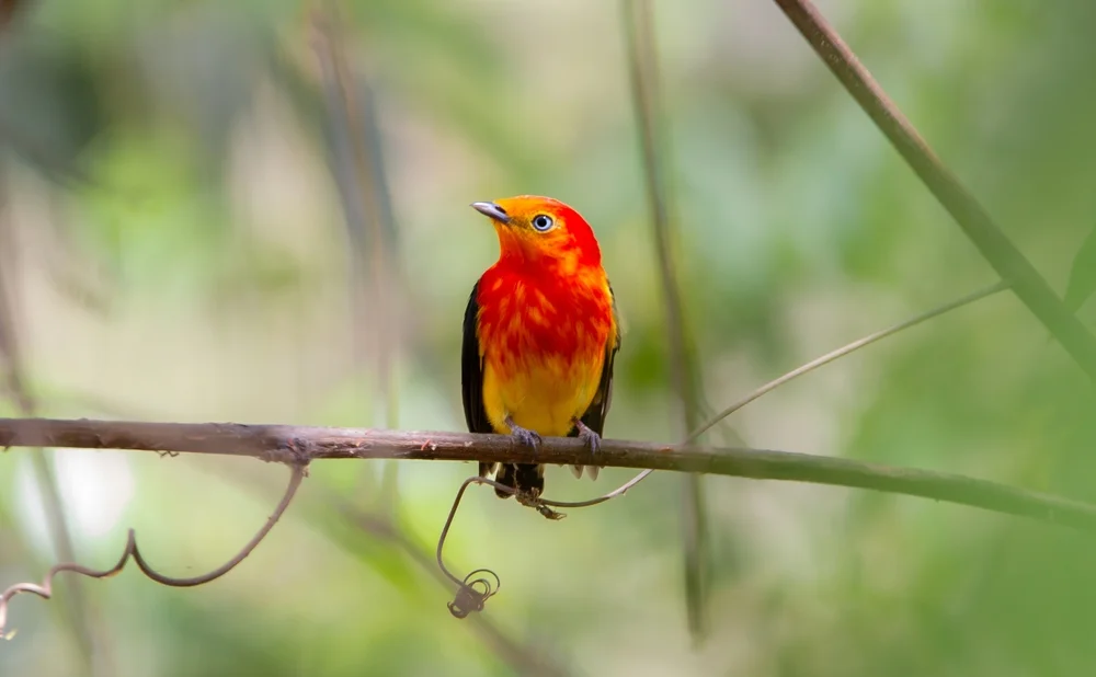 Arasaripipra (Arasaripipra)