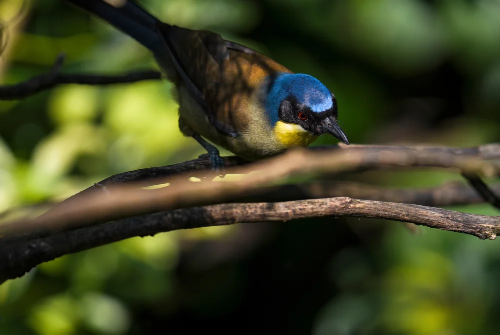 Arcas Berylvogel (Bangsia arcaei)