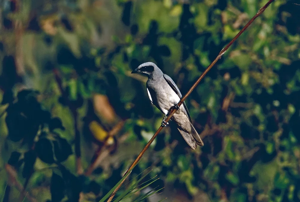 Archbolds Laubhuhn (Archboldia papuensis)