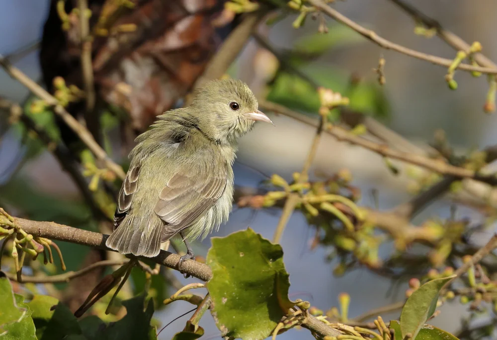 Arfak-Honigfresser (Melanocharis arfakiana)