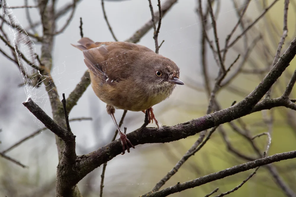 Arfak-Seidenlaubsänger (Sericornis arfakianus)
