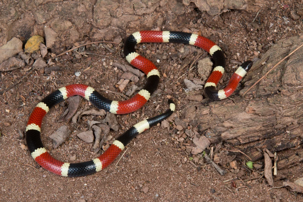 Arizona-Korallenschlange (Arizona-Korallenschlange)