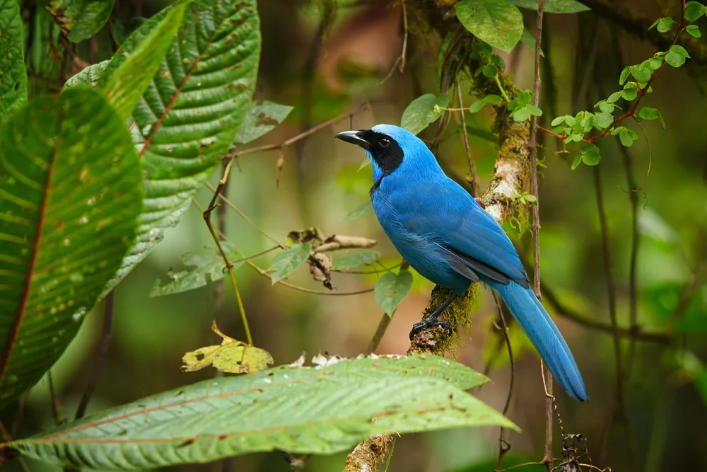 Armbinde (Cyanolyca armillata)