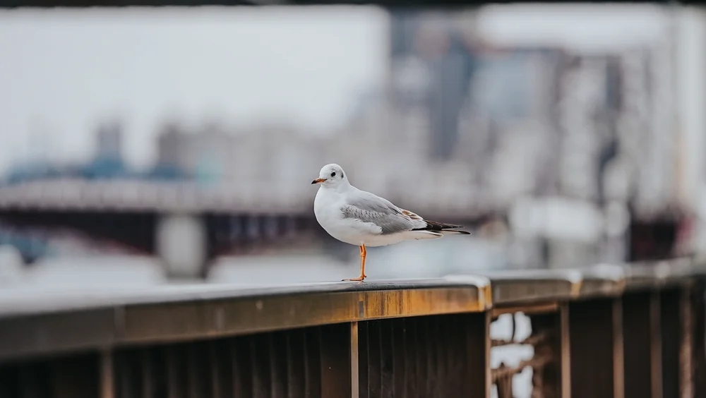 Armenische Möwe (Larus armenicus)