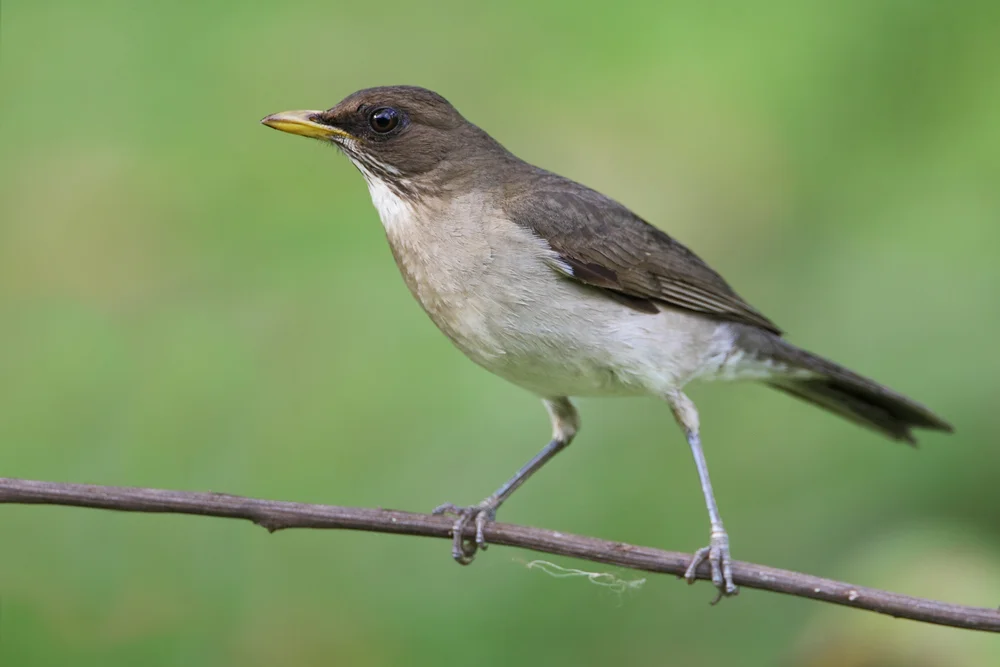 Arthurs Drossel (Turdus arthuri)
