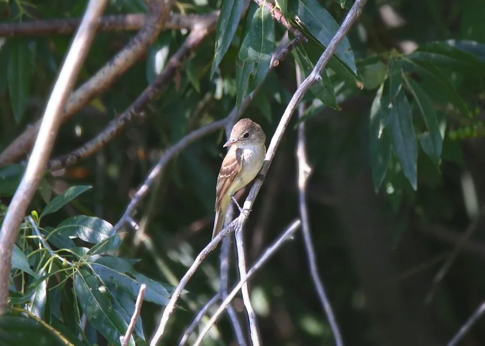 Aschen-Tyranne (Myiarchus cinerascens)
