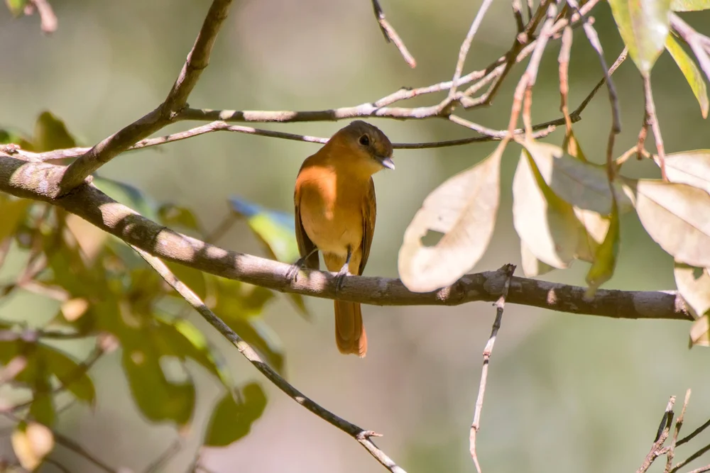 Aschenbürzel-Breitschnabel (Pachyramphus spodiurus)