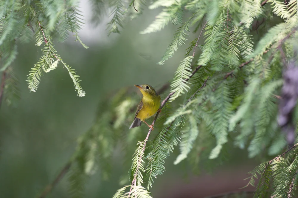 Aschenkopf-Waldsänger (Seicercus valentini)