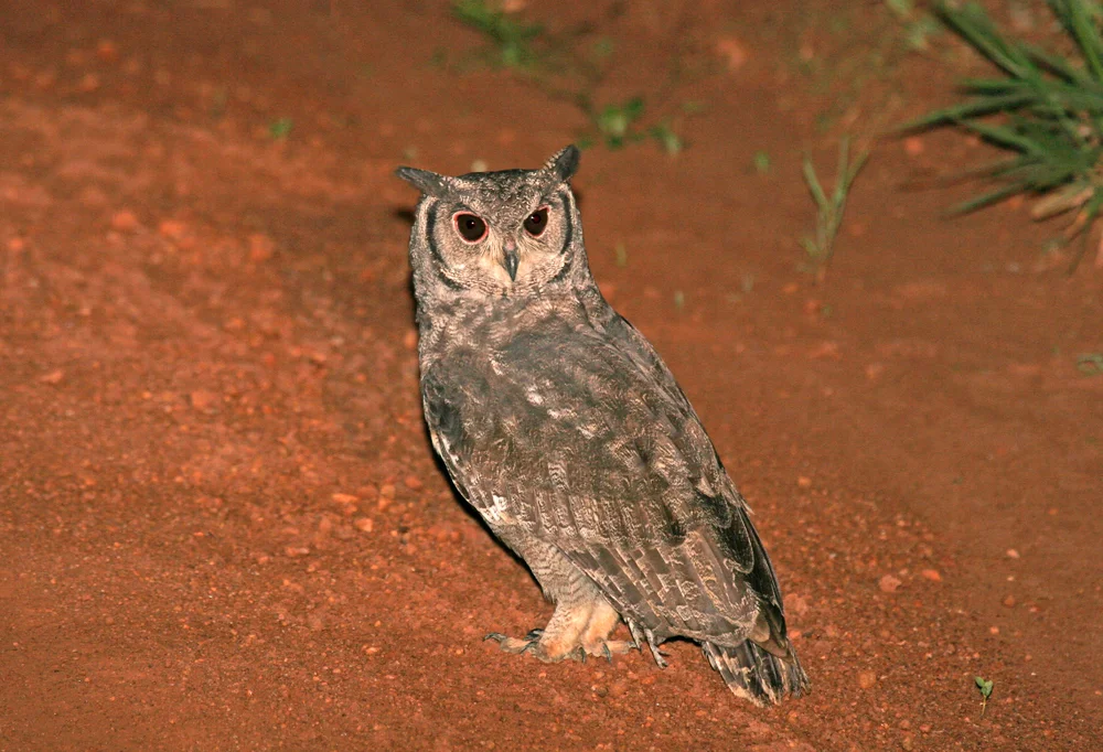 Aschenuhu (Bubo cinerascens)