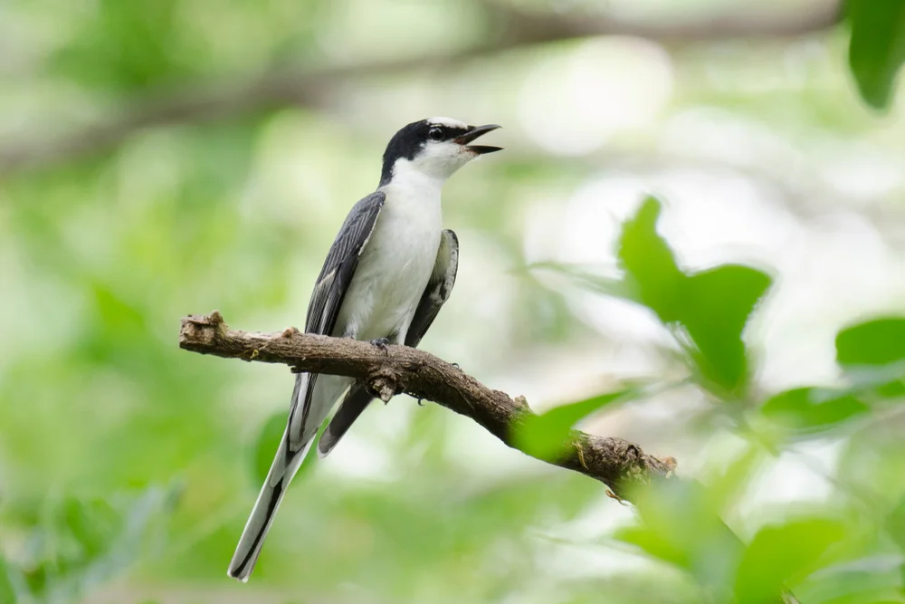 Aschgrau-Minivett (Pericrocotus divaricatus)