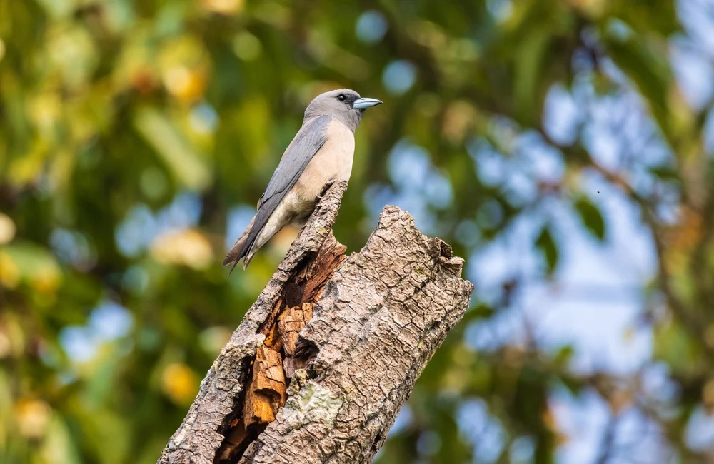 Ashy Woodswallow (Artamus fuscus)