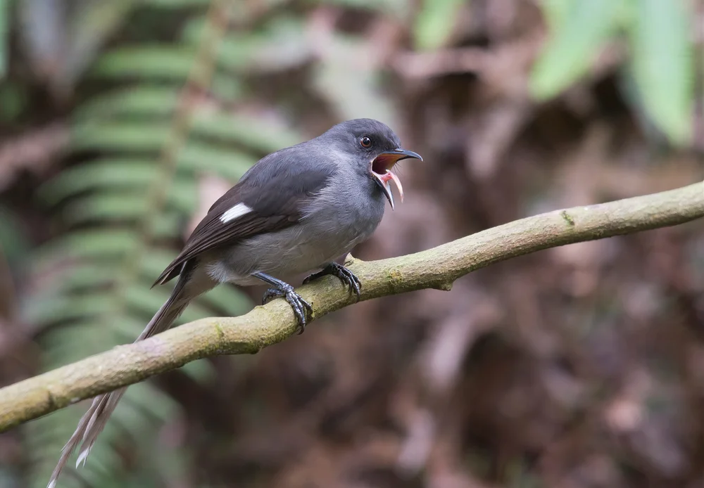 Asiatische Sägebarsche (Heteropneustidae)