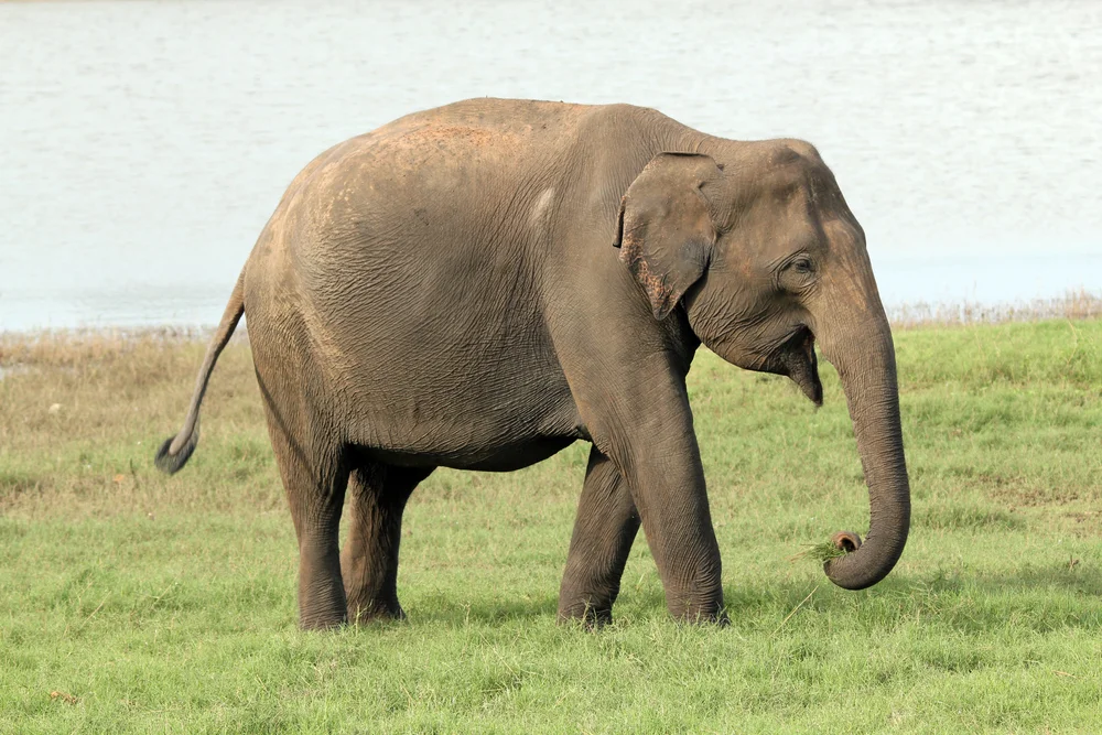 Asiatischer Elefant
