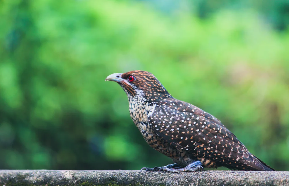 Asiatischer Koel (Eudynamys orientalis)