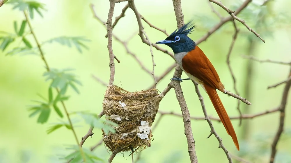 Asiatischer Paradiesschnäpper