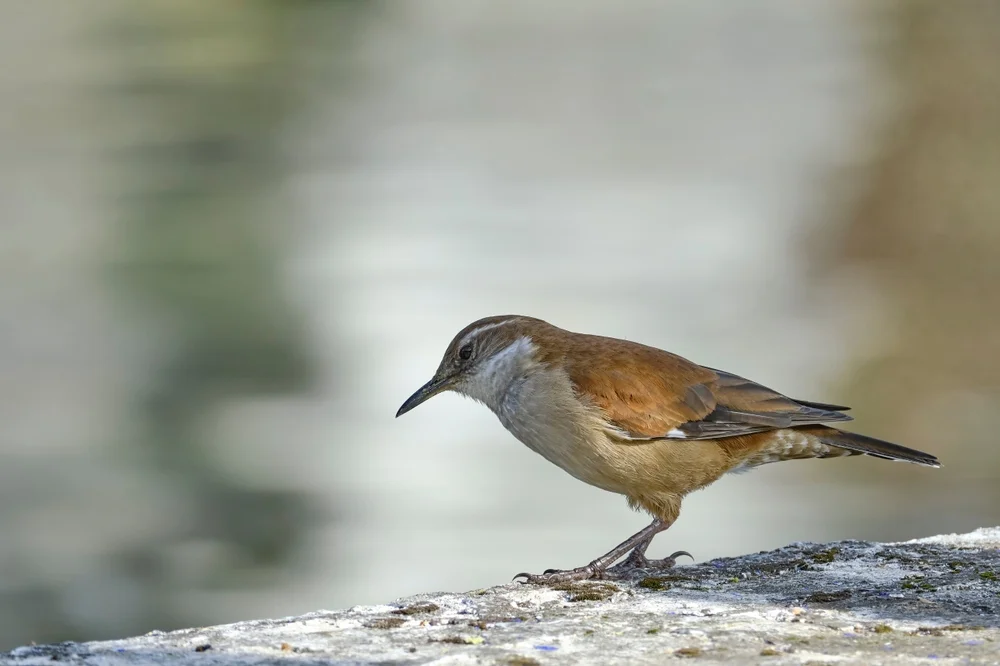 Atacama-Uferwipper (Cinclodes atacamensis)