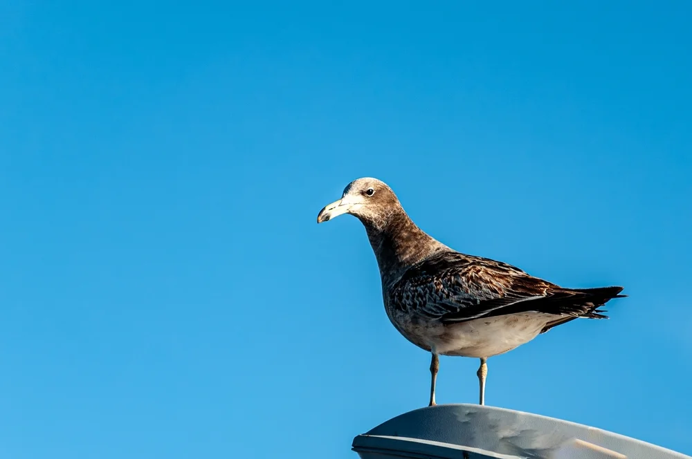 Atlantikmöwe (Larus atlanticus)