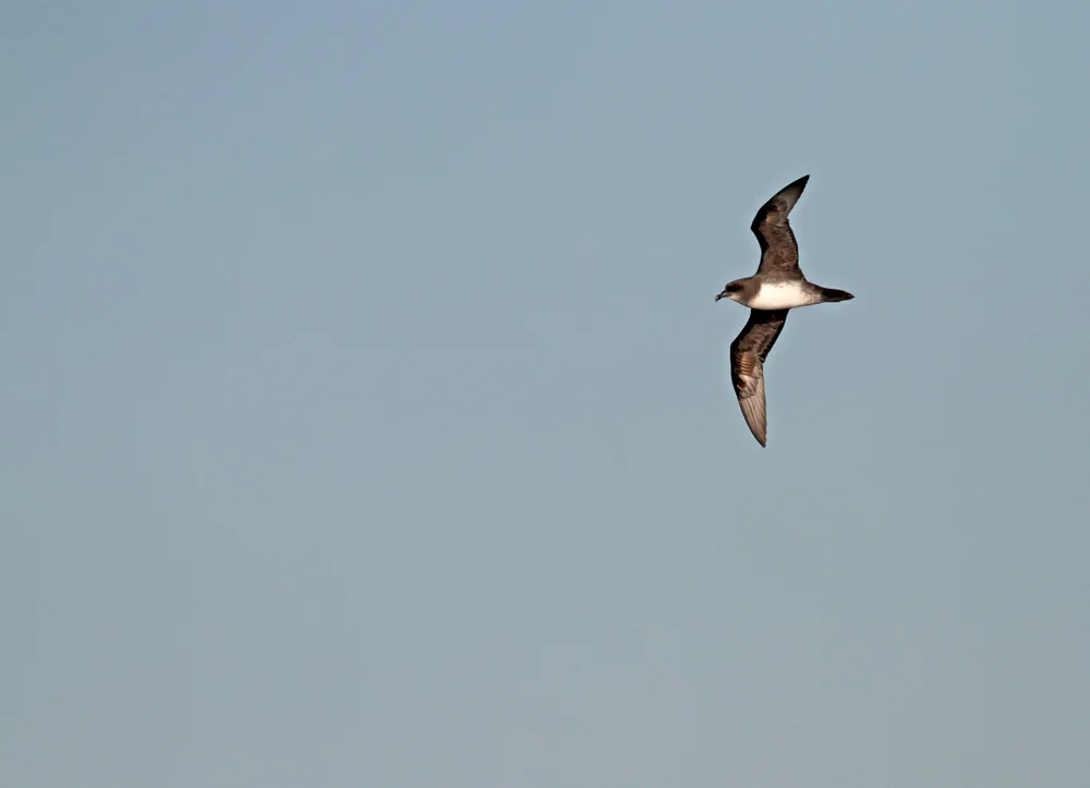 Atlantiksturmvogel (Pterodroma incerta)