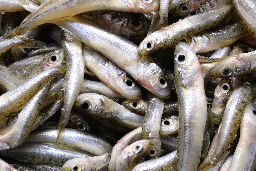 Atlantischer Sardellen-Stint (Menidia menidia)