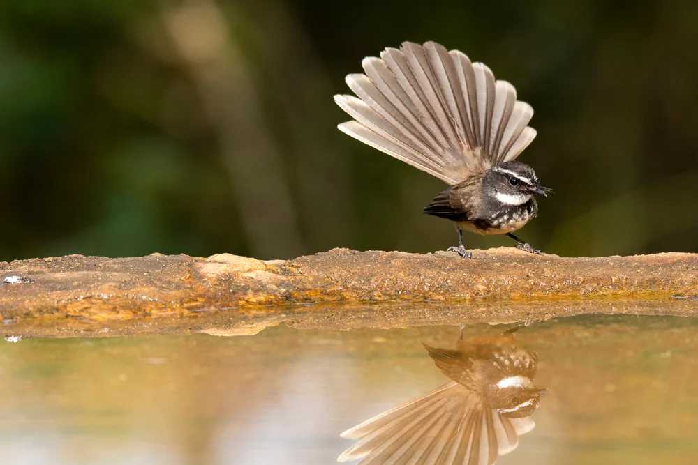 Atlantischer Scharfzahnhai (Rhipidura verreauxi)