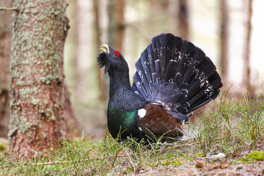 Auerhuhn (tetrao urogallus)