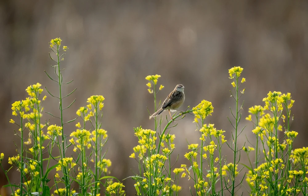 Augenbrauen-Ameisenpitta (Schoenicola brevirostris)