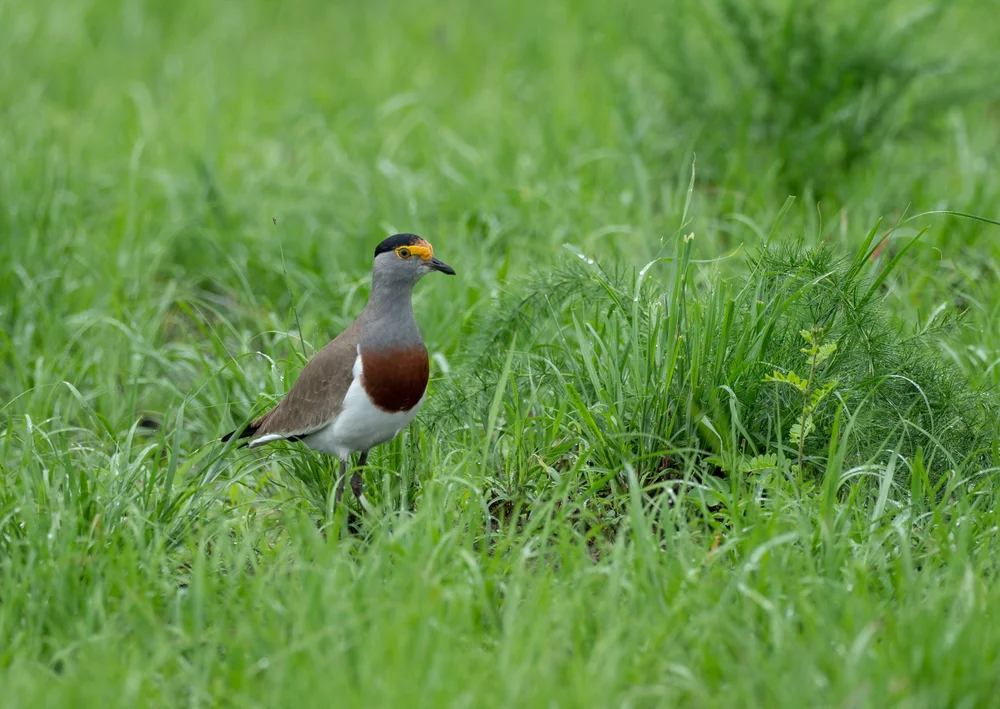 Augenbrauenkiebitz (Vanellus superciliosus)