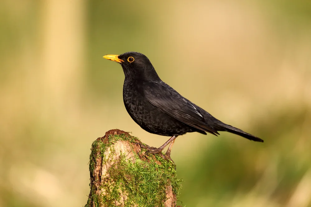 Augendrossel (Turdus ravidus)