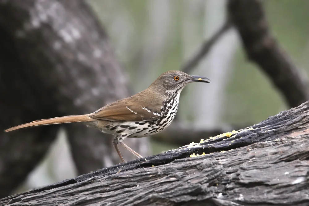 Augenfleck-Drosselwürger (Toxostoma ocellatum)