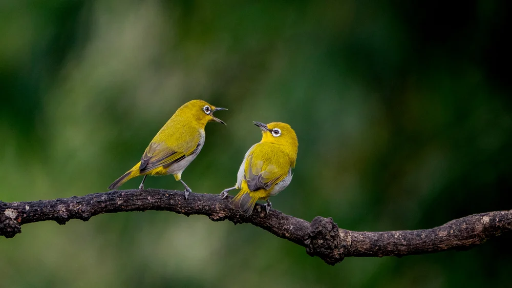 Augenlid-Brillenvogel (Zosterops palpebrosus)