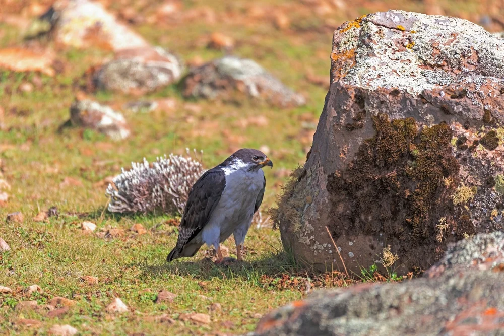 Augurbussard (Buteo augur)