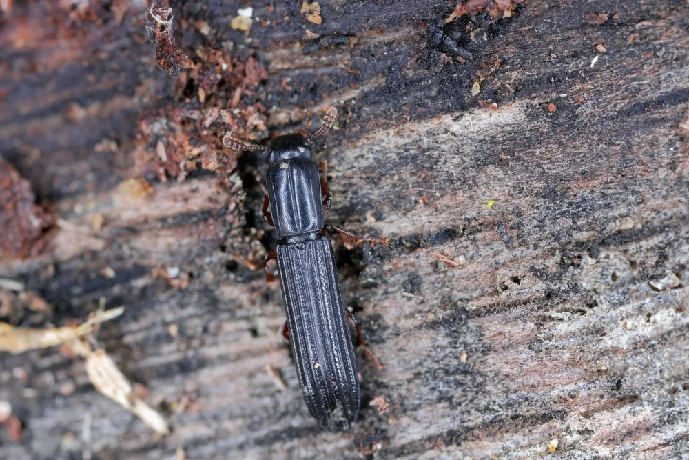 Ausgestreckter Rindenkäfer