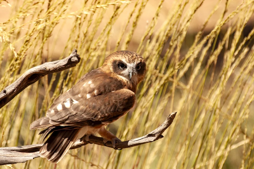 Australische Fleckenkauz (Ninox punctulata)