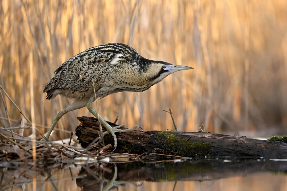 Australische Rohrdommel (Australische Rohrdommel)
