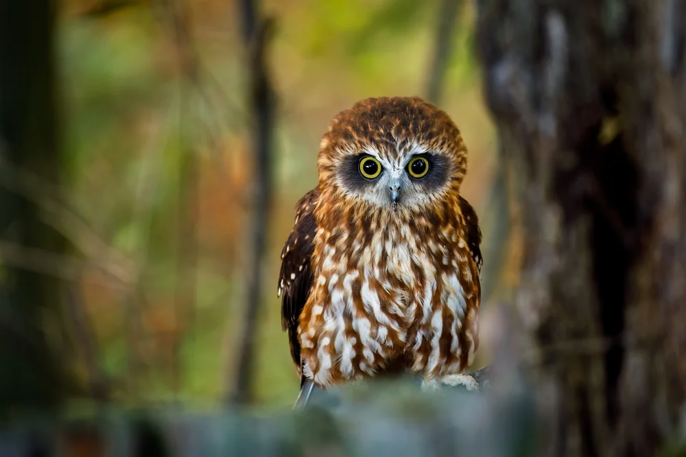 Australische Sumpfohreule (Ninox odiosa)