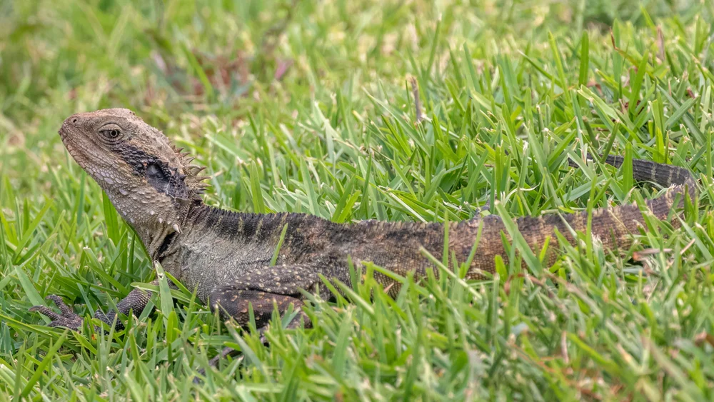 Australische Wasseragame