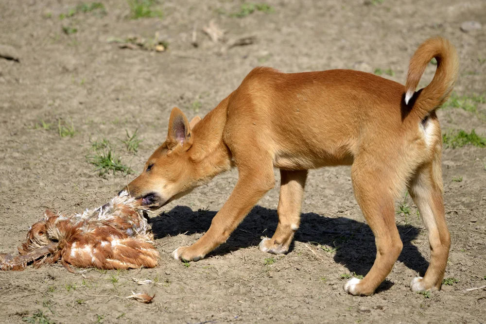 Australischer Dingo