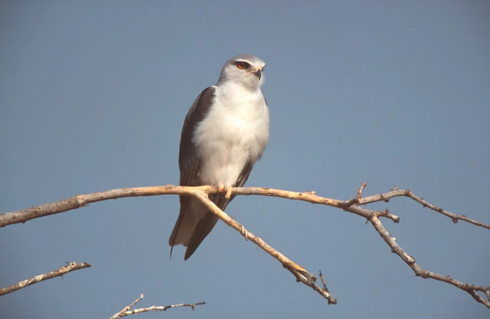 Australischer Gleitaar
