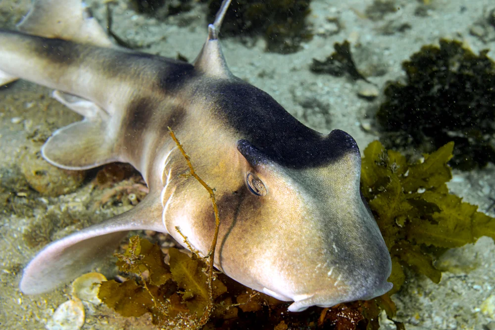 Australischer Hornhai (Heterodontus portusjacksoni)