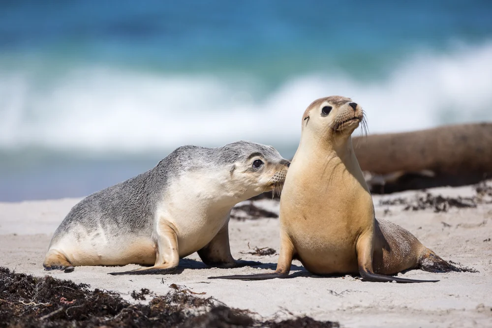 Australischer Seelöwe