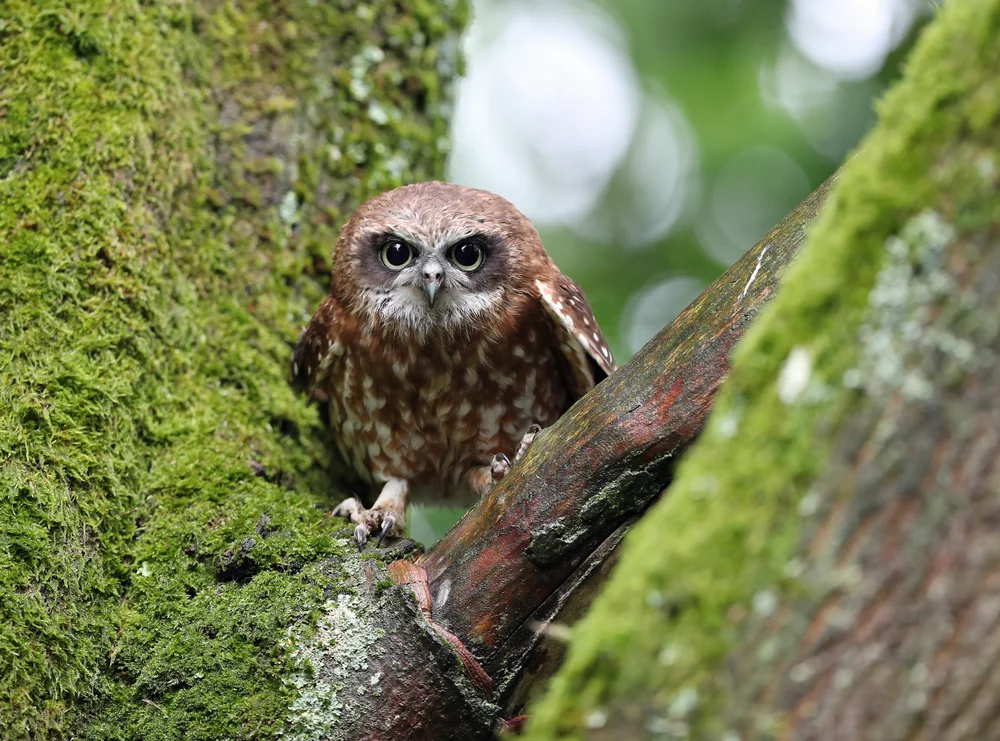 Australischer Sperbereule (Ninox boobook)