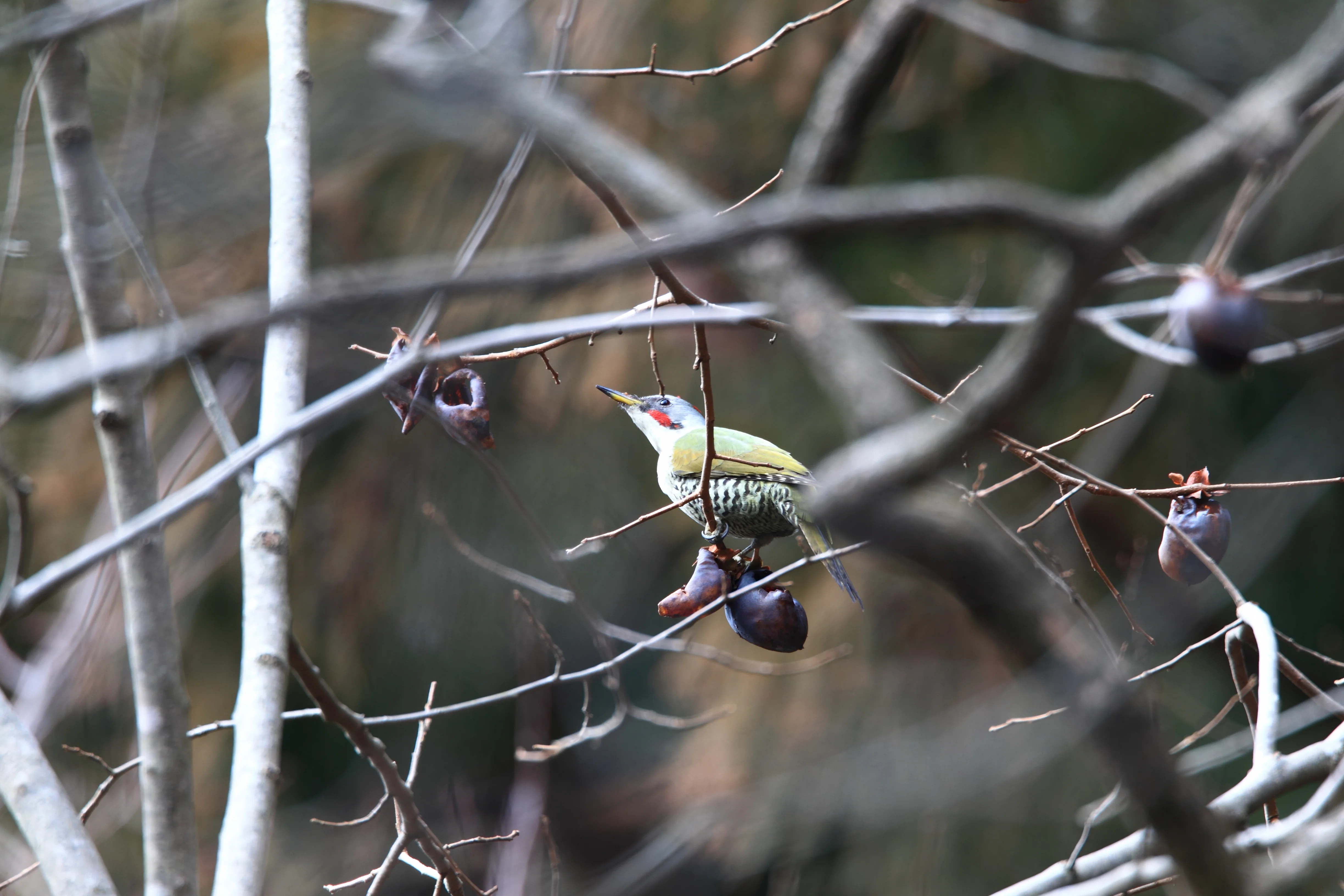 Awokera-Grünspecht (Picus awokera)