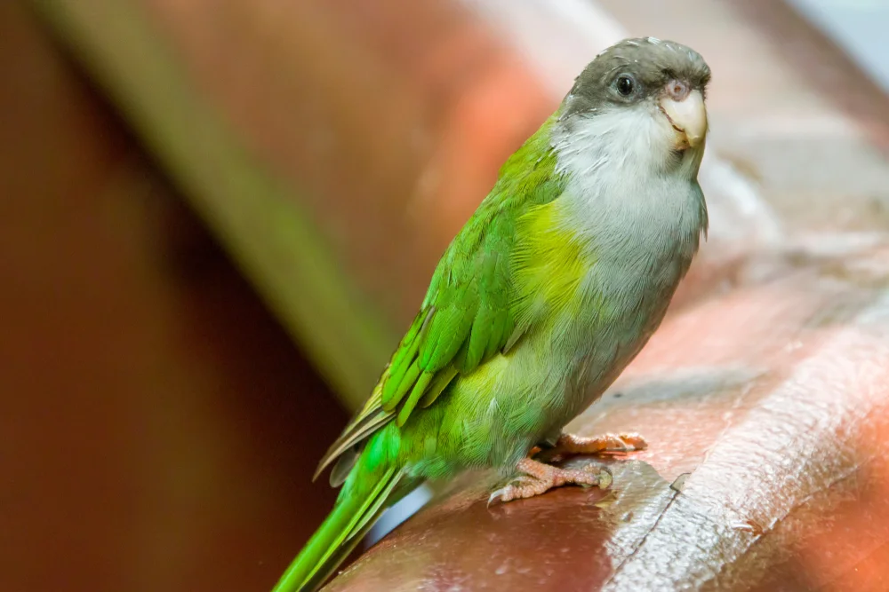 Aymara-Bartvogel (Psilopsiagon aymera)