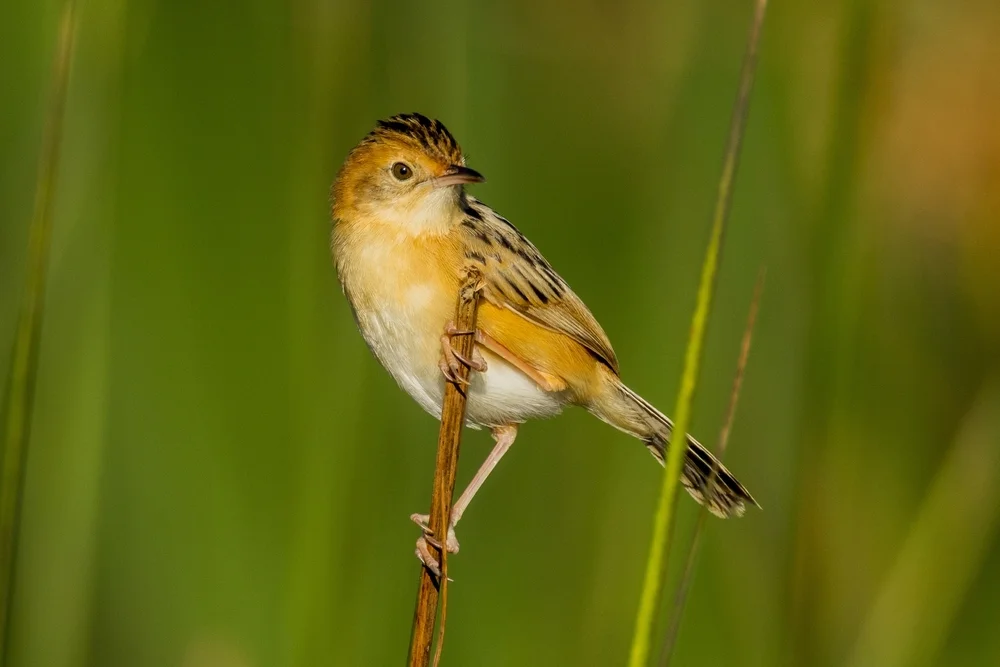 Ayres' Cistensänger (Cisticola ayresii)