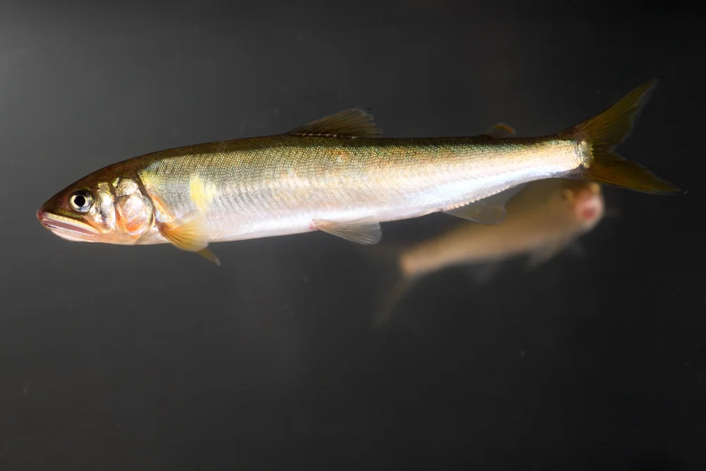 Ayu (Plecoglossus altivelis)